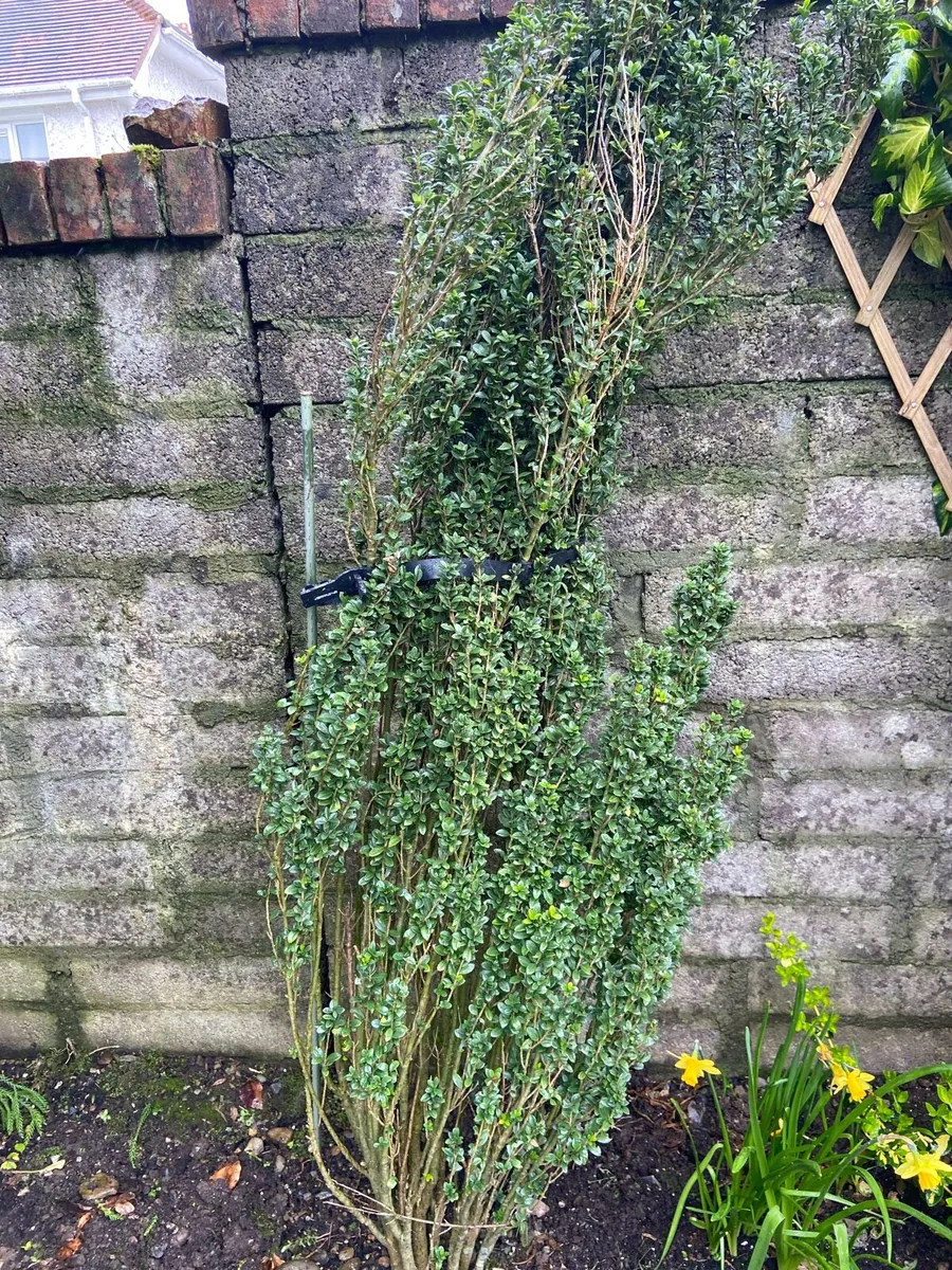 Garden trees - Image 2