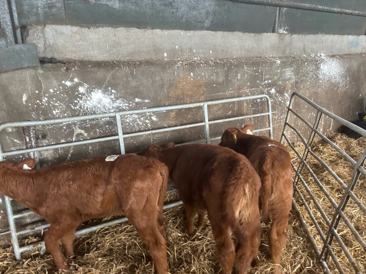 3 super red Angus heifer calf’s - Image 1