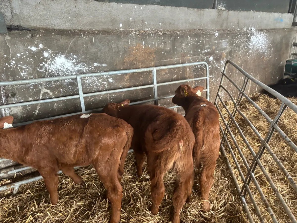 3 super red Angus heifer calf’s - Image 3
