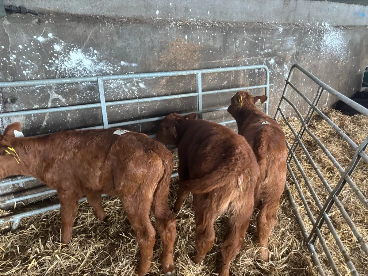 3 super red Angus heifer calf’s - Image 2