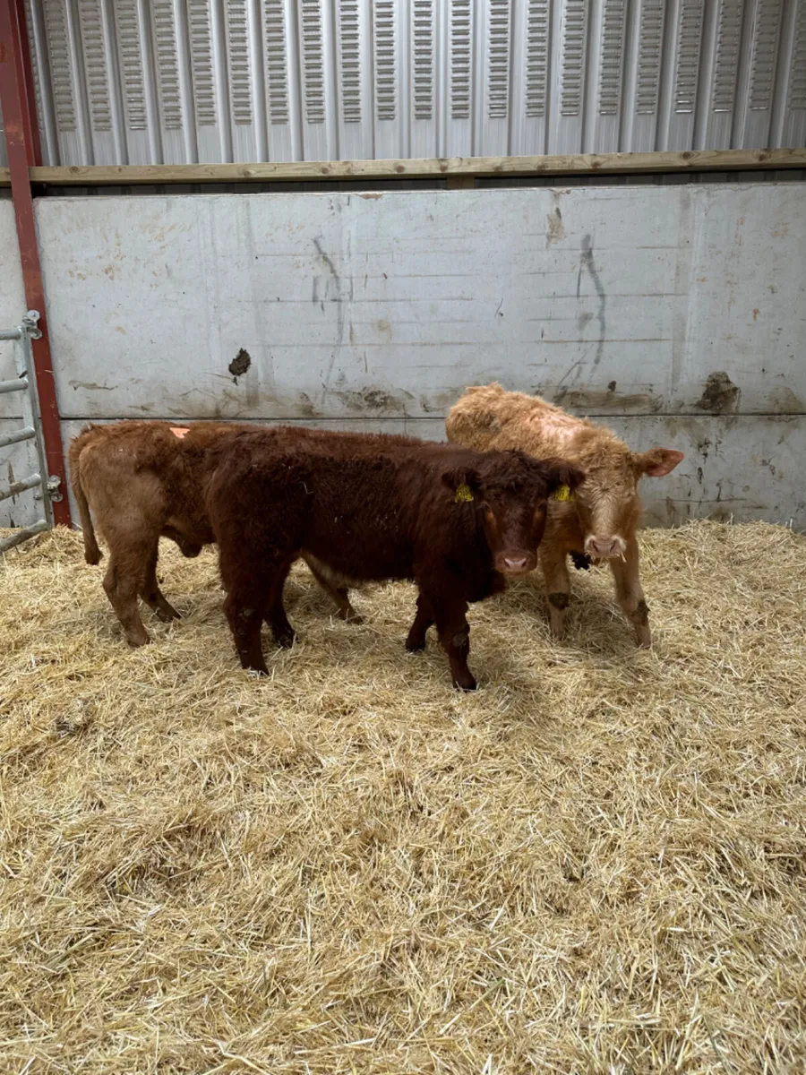 Beef bred heifers - Image 1