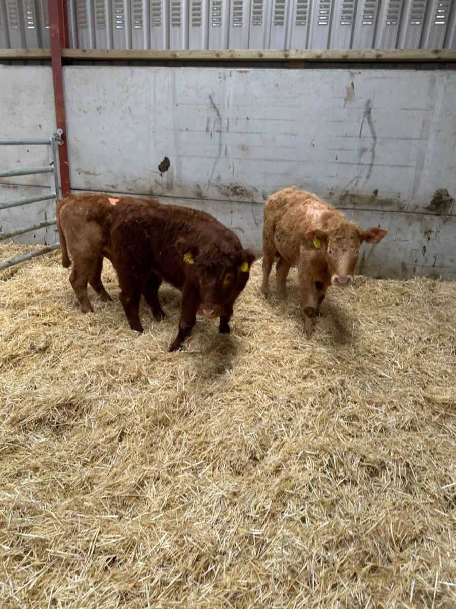 Beef bred heifers - Image 3