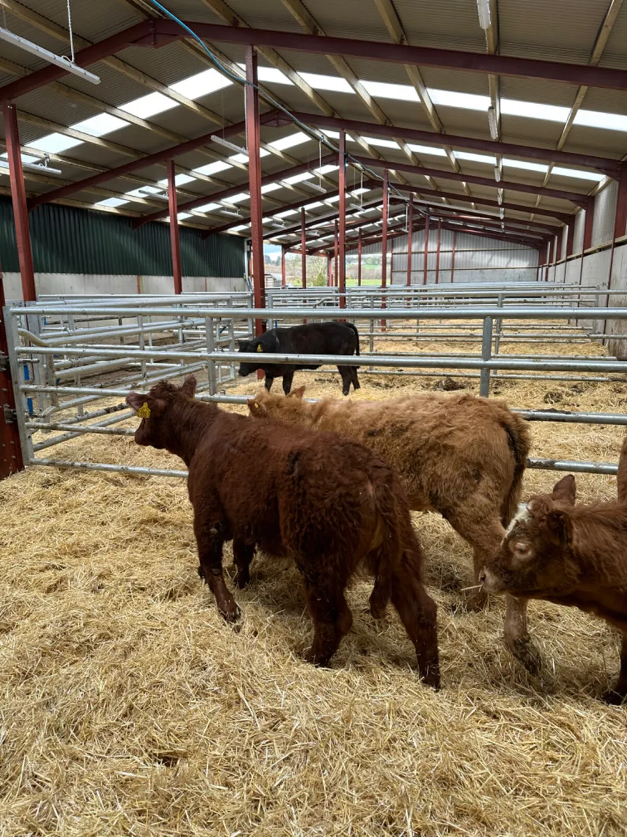 Beef bred heifers - Image 2