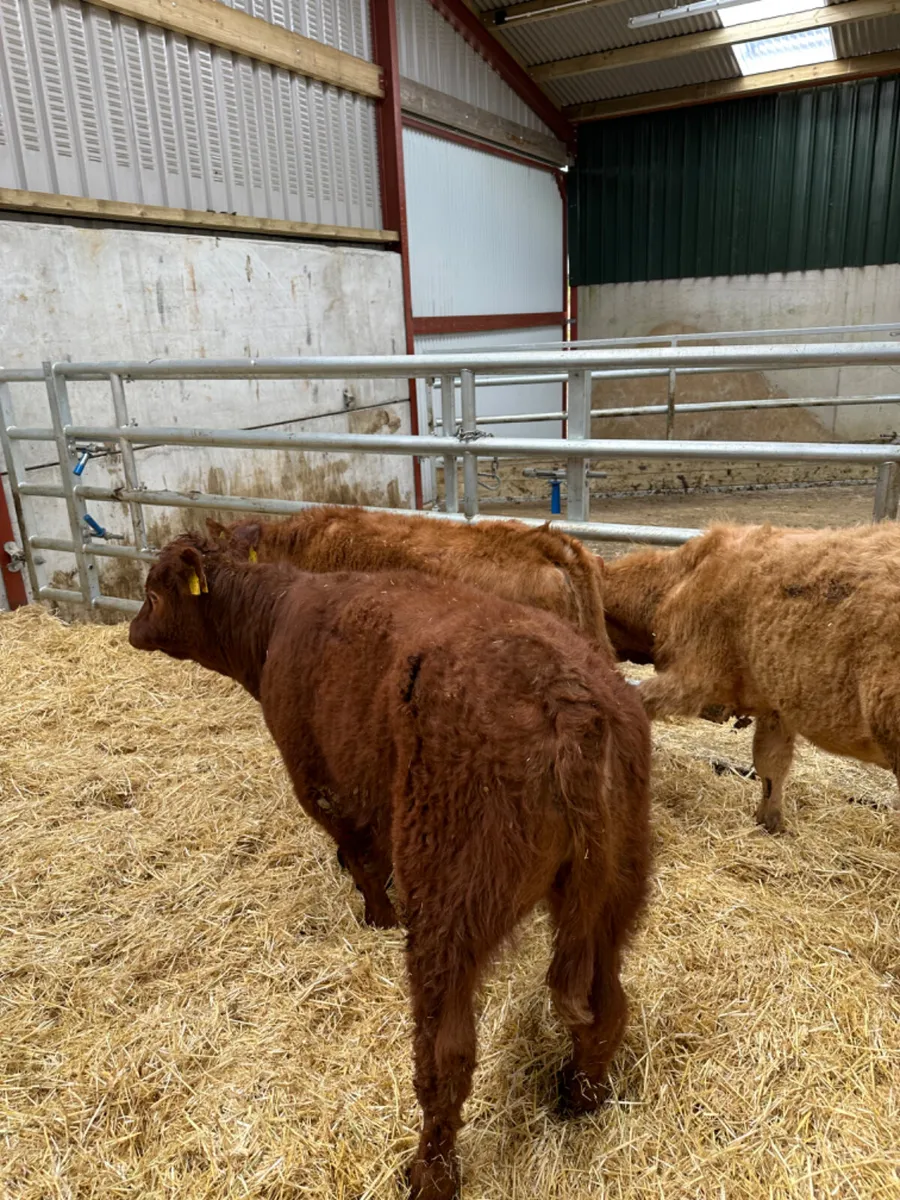 Beef bred heifers - Image 4
