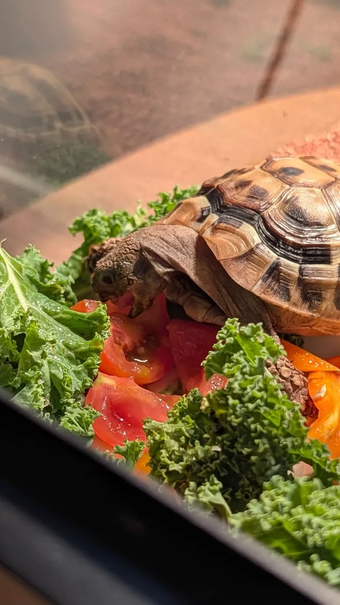 🐢 Looking for a Loving New Home 🏡 Our beautiful - Image 1