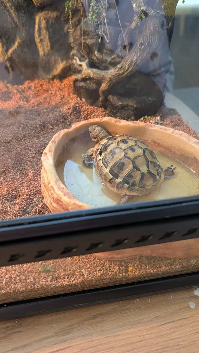 🐢 Looking for a Loving New Home 🏡 Our beautiful - Image 2