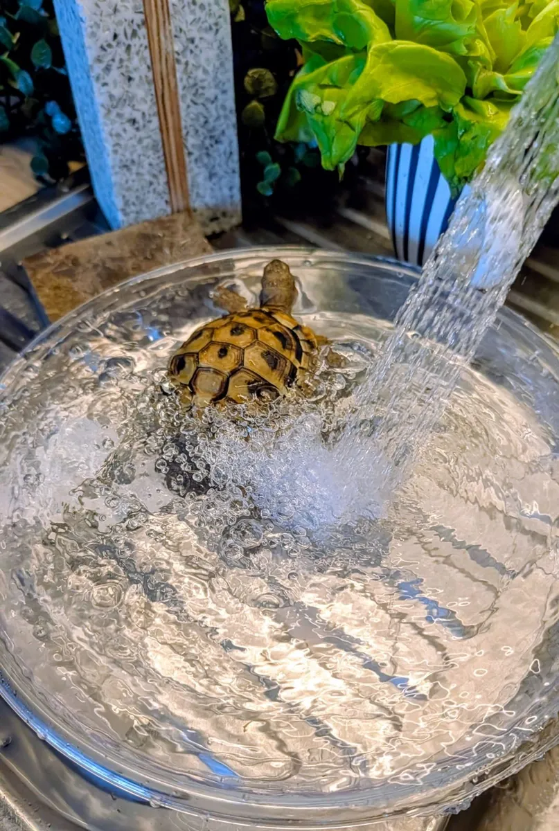 🐢 Looking for a Loving New Home 🏡 Our beautiful - Image 3