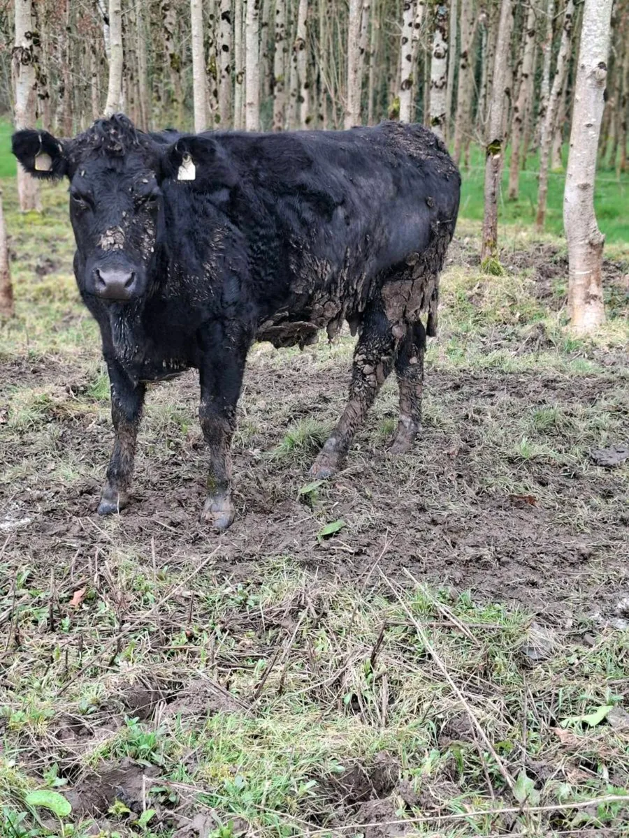 Pure bred AA heifer - Image 1