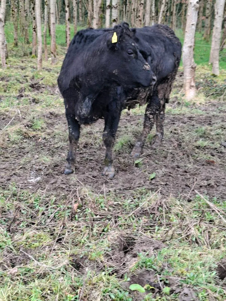 Pure bred AA heifer - Image 2