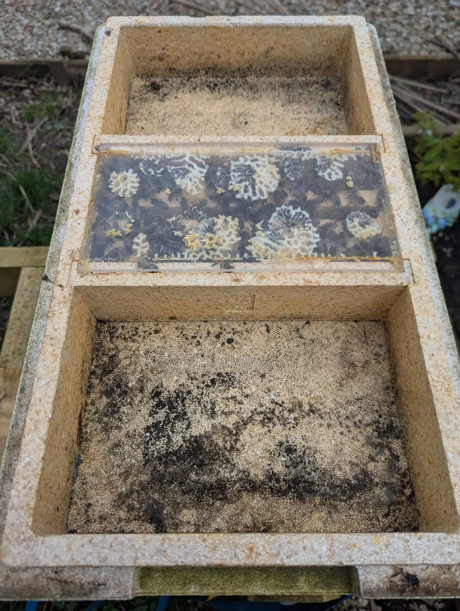 Bee's - Nucs for sale - Image 2