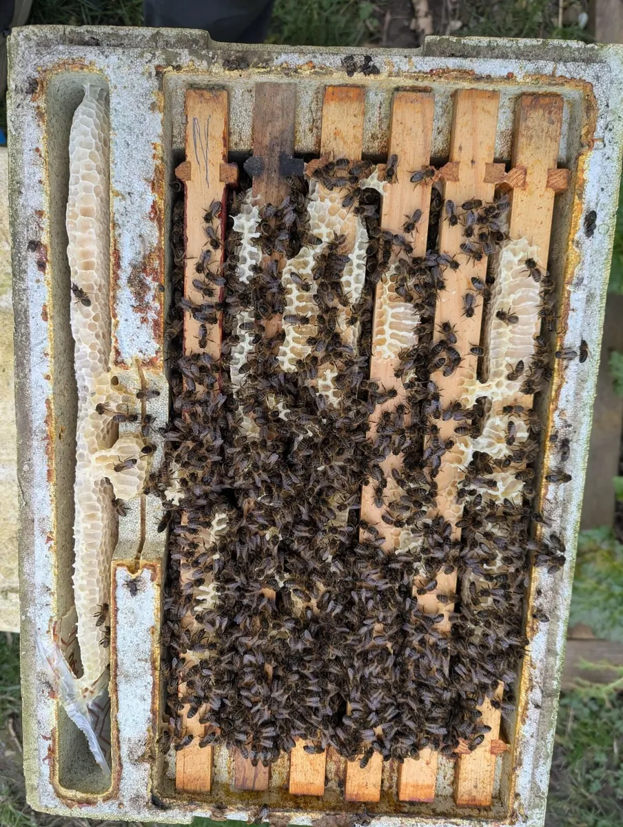 Bee's - Nucs for sale - Image 1