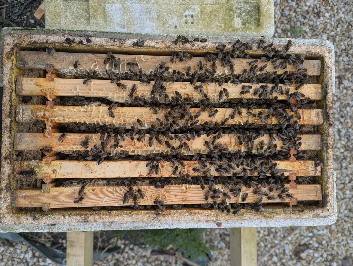 Bee's - Nucs for sale - Image 3