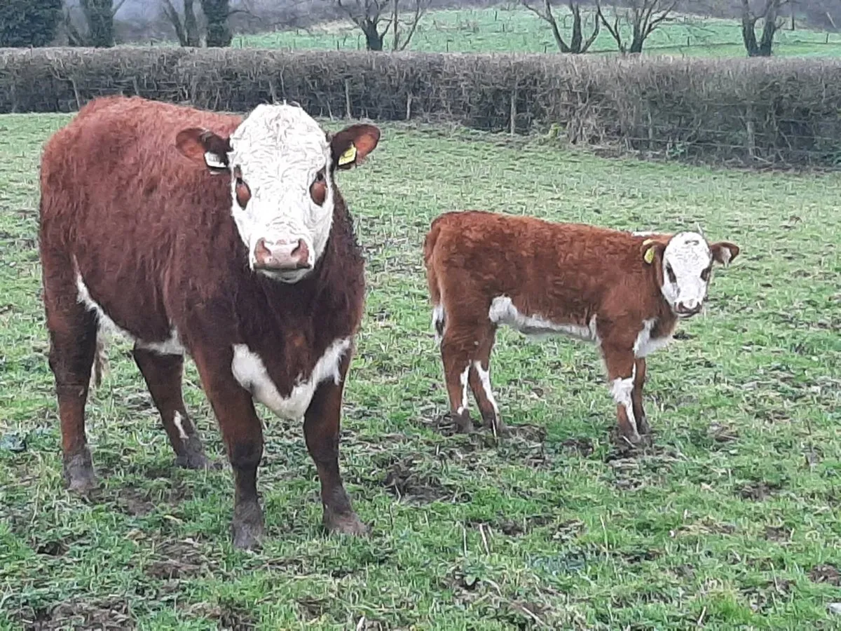 Fully Organic 1st Calver with Heifer calf at foot - Image 1
