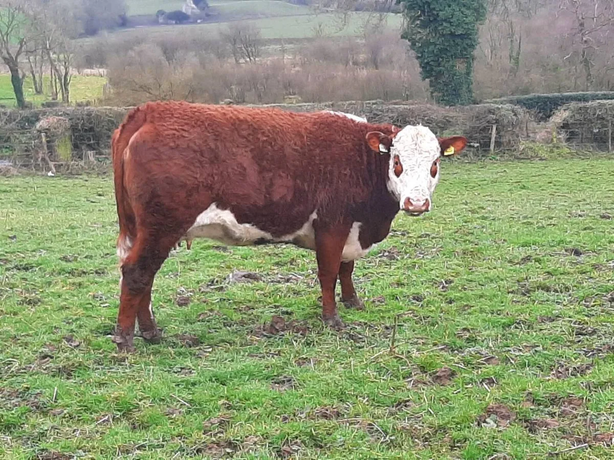 Fully Organic 1st Calver with Heifer calf at foot - Image 2
