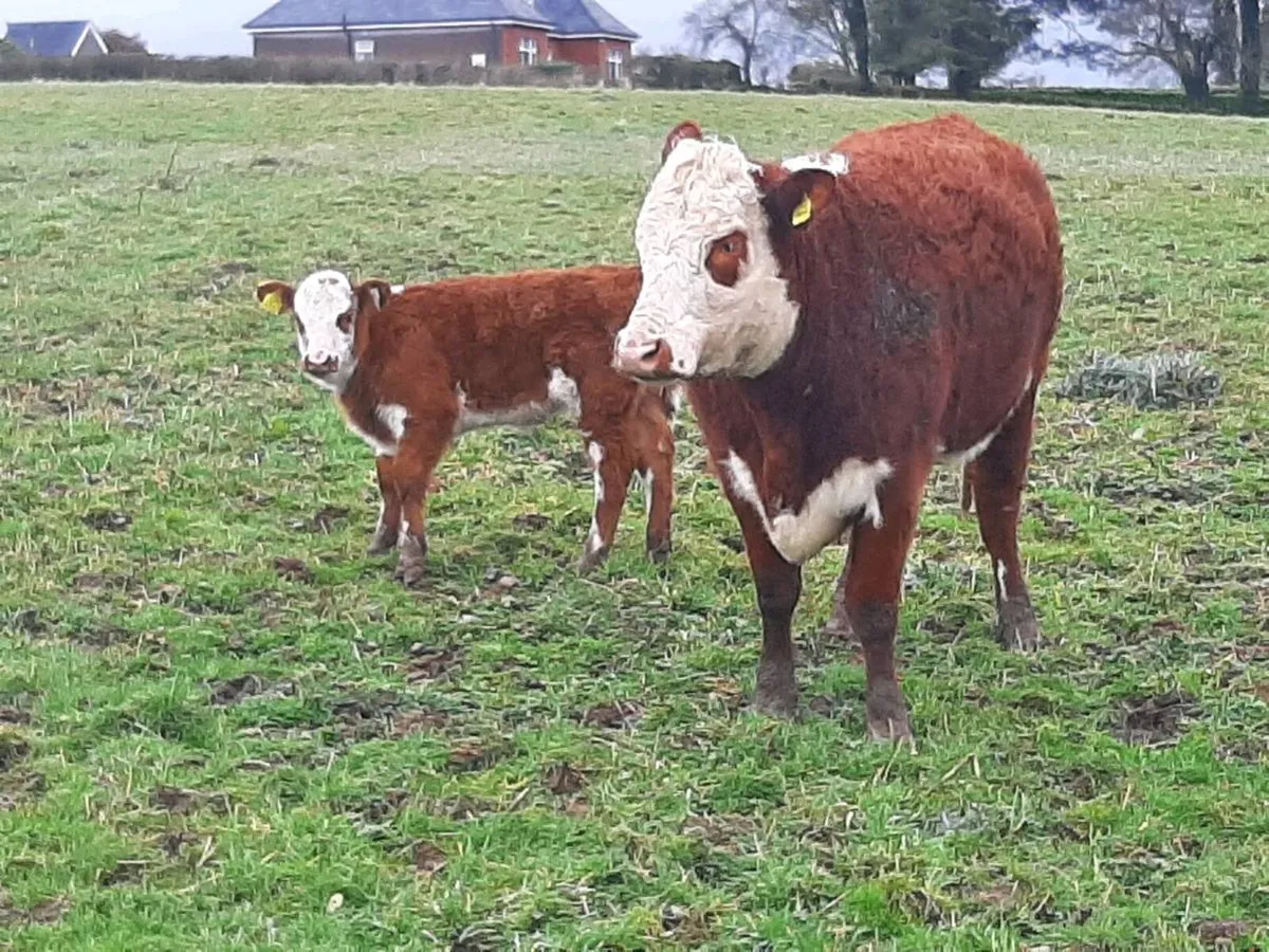 Fully Organic 1st Calver with Heifer calf at foot - Image 3