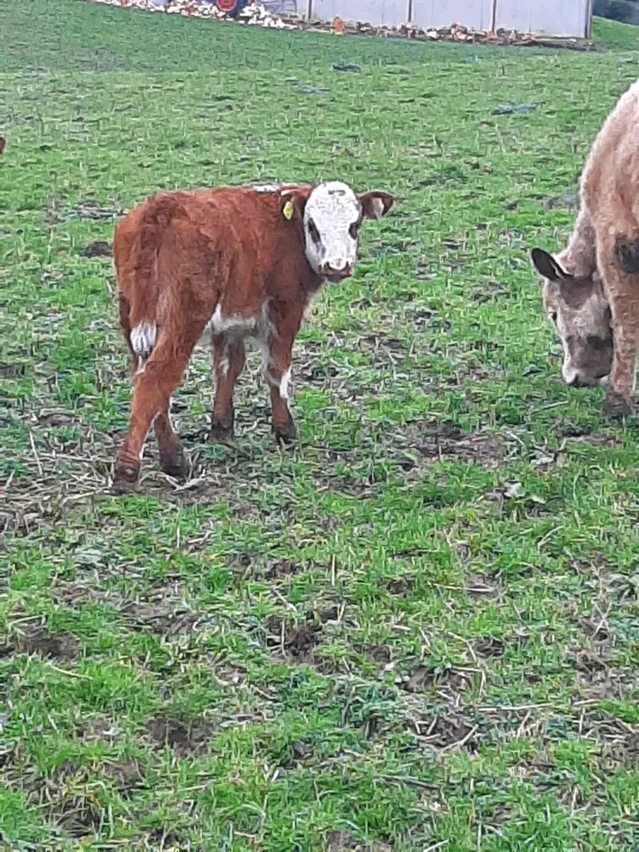 Fully Organic 1st Calver with Heifer calf at foot - Image 4