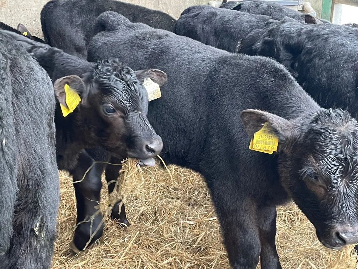 15 outstanding reared Angus bull calves - Image 4