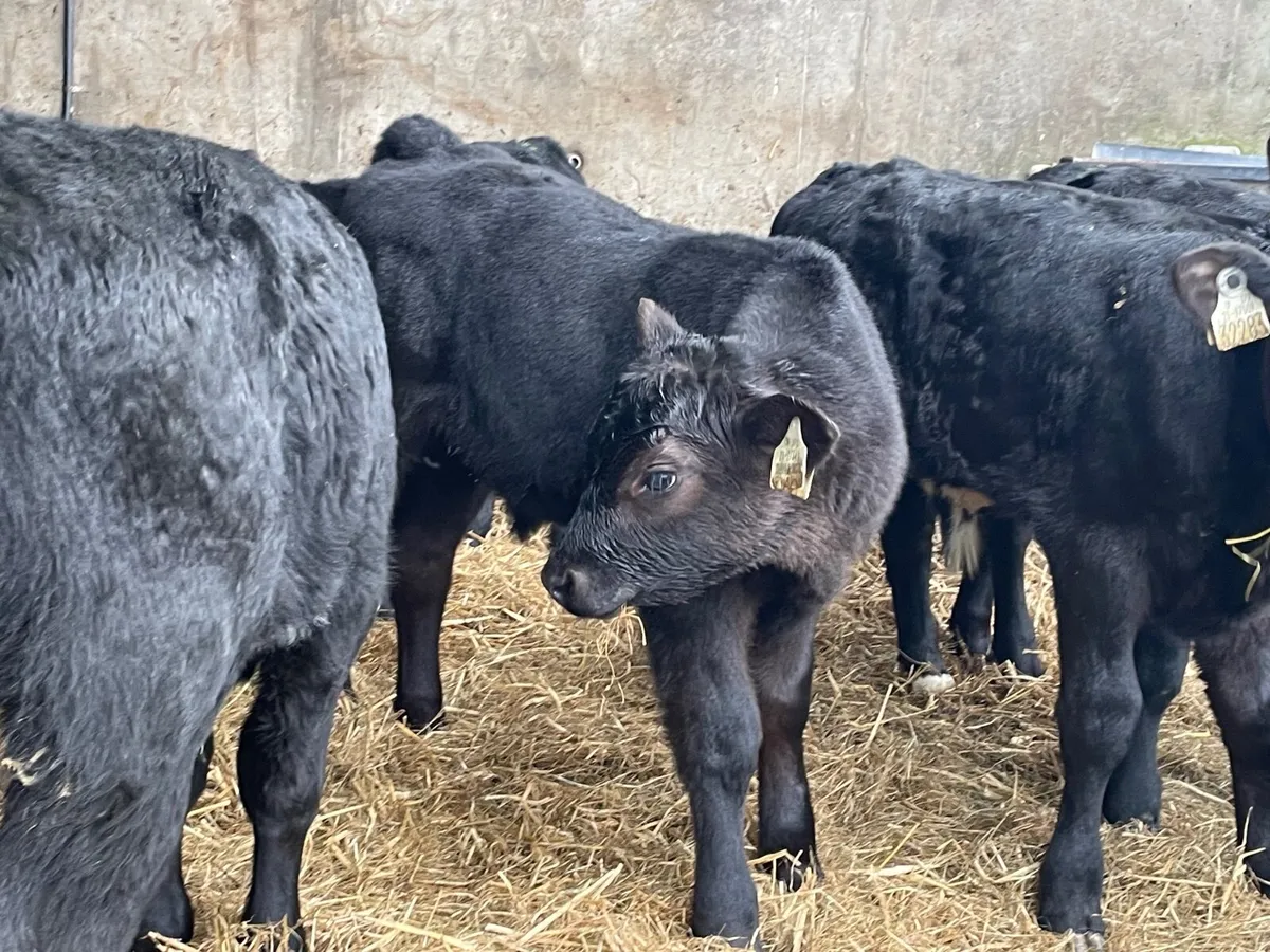 15 outstanding reared Angus bull calves - Image 1