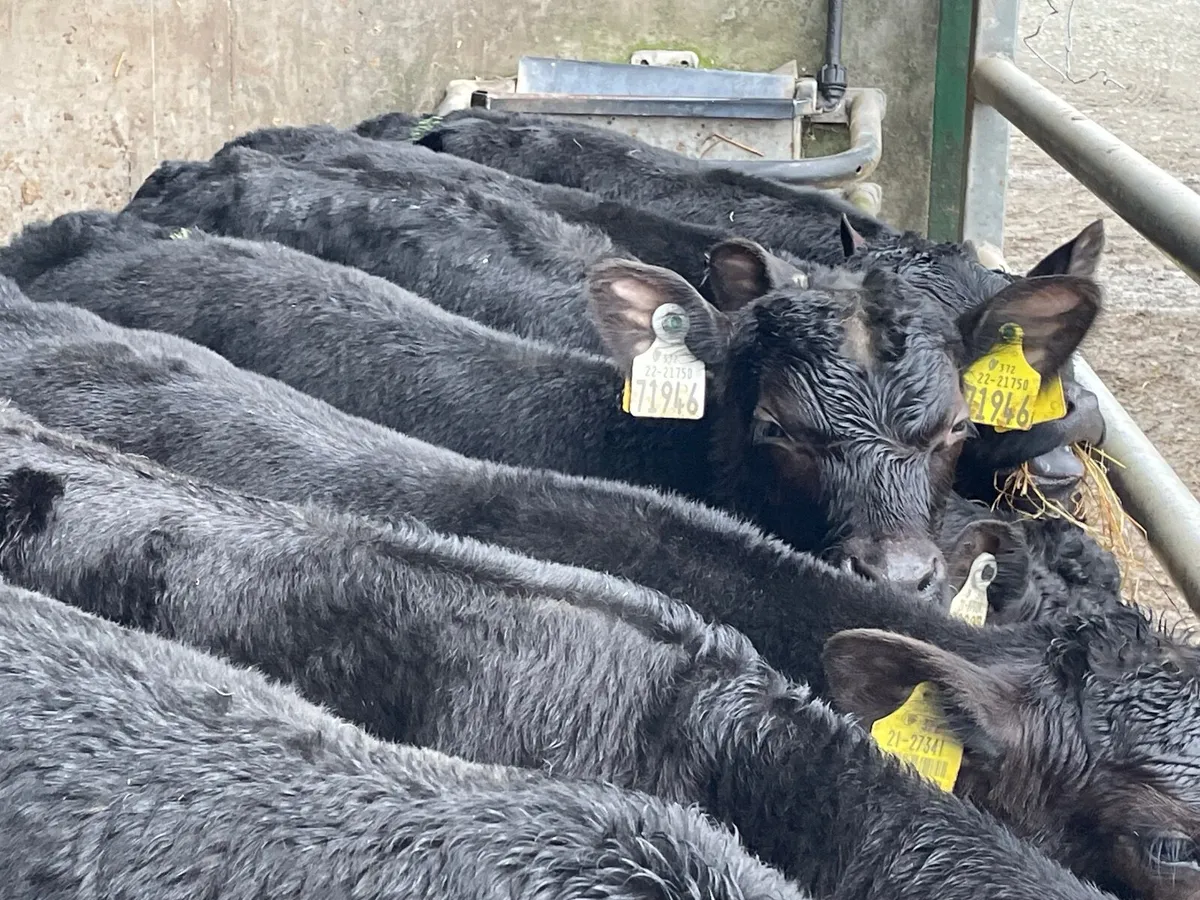 15 outstanding reared Angus bull calves - Image 2