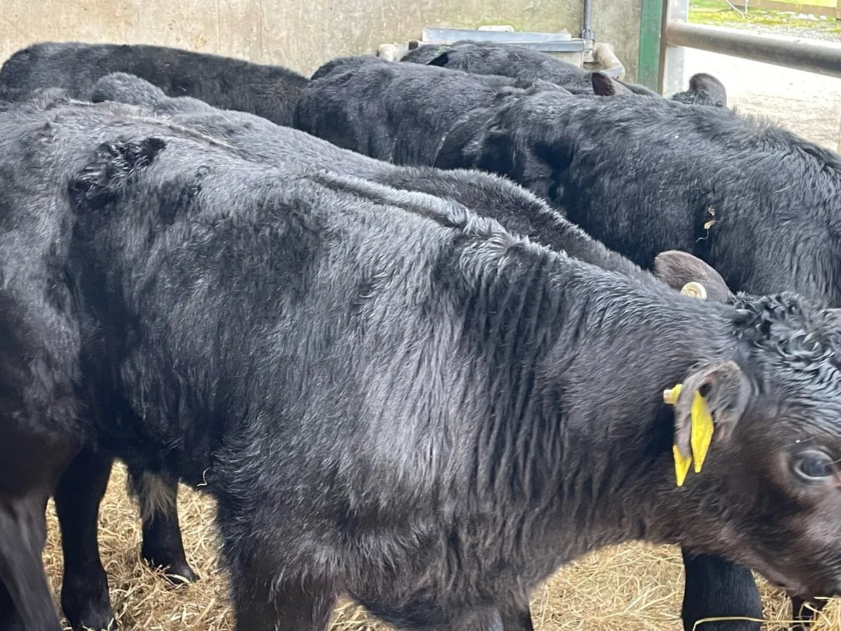 15 outstanding reared Angus bull calves - Image 3