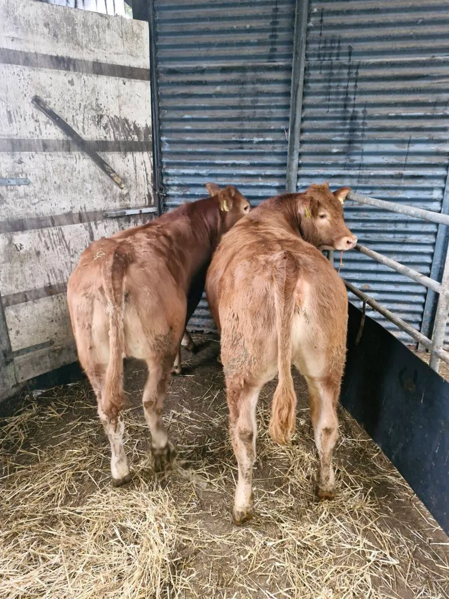 Weanlings for skibb 20th of March - Image 4