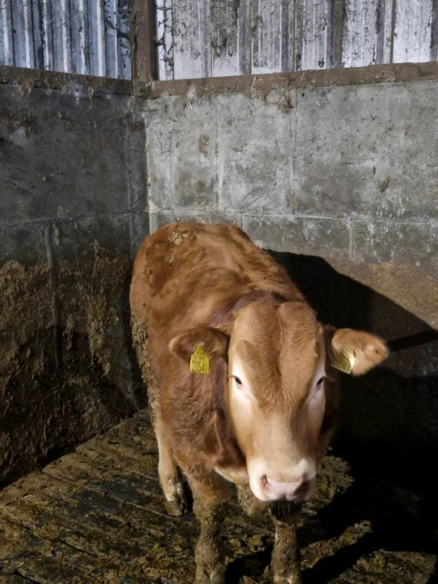 Weanlings for skibb 20th of March - Image 1