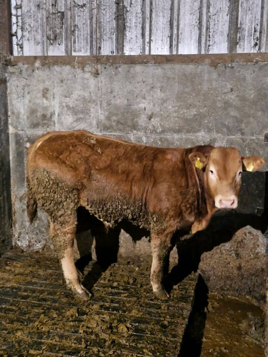 Weanlings for skibb 20th of March - Image 2