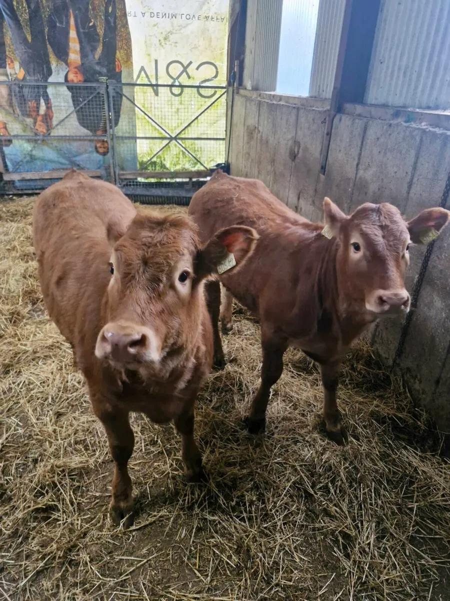 Weanlings for skibb 20th of March - Image 3