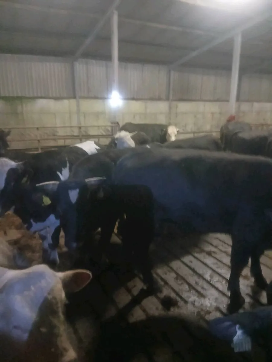 Angus Cattle - Image 1