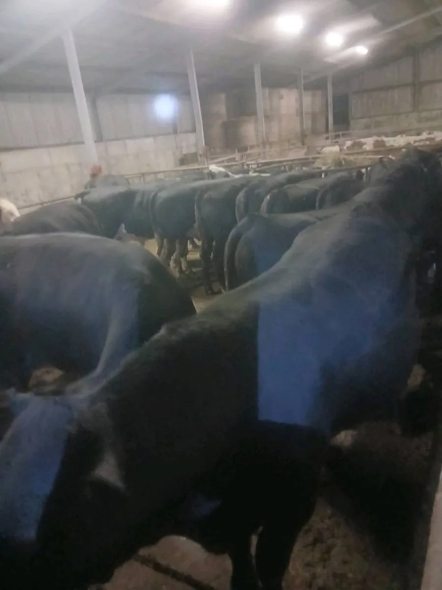 Angus Cattle - Image 2