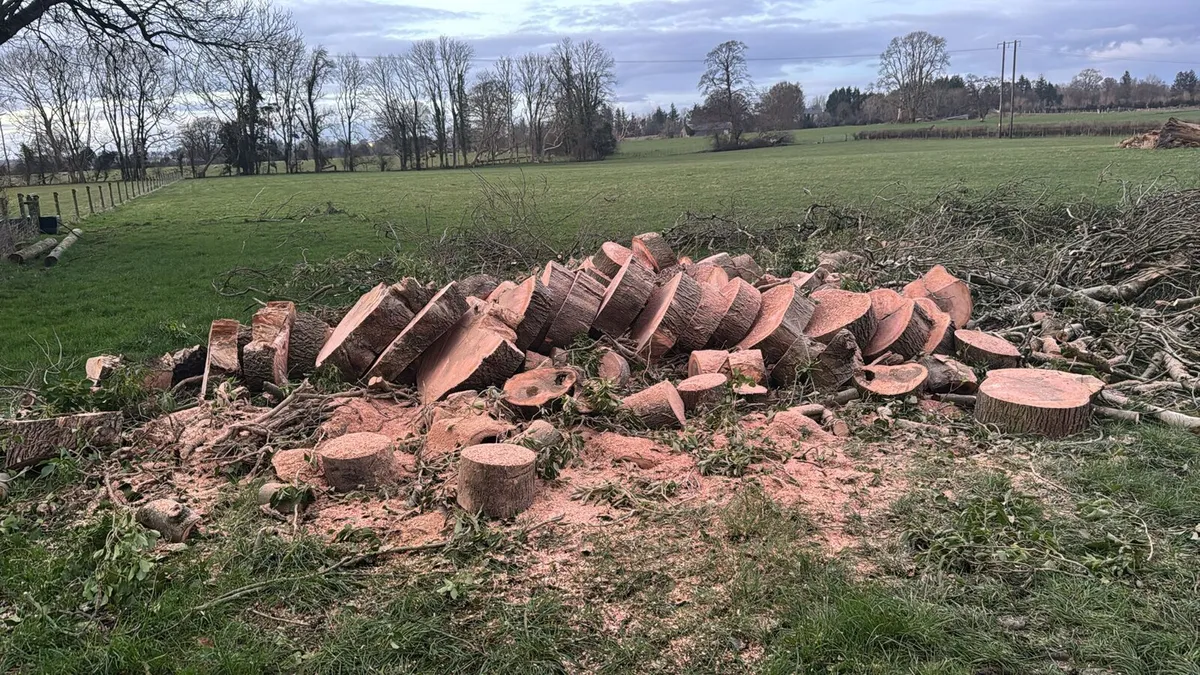 Timber ash and beach