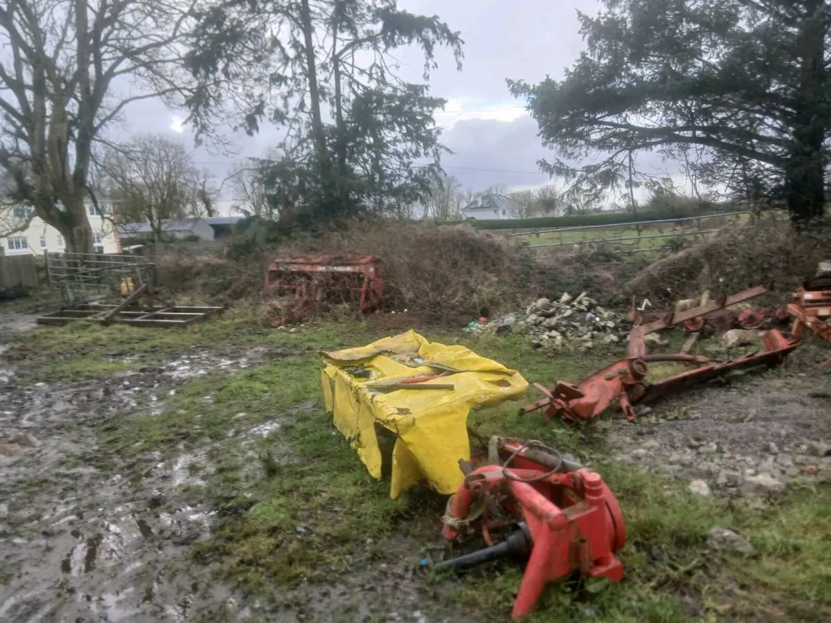 Angus Cattle - Image 4