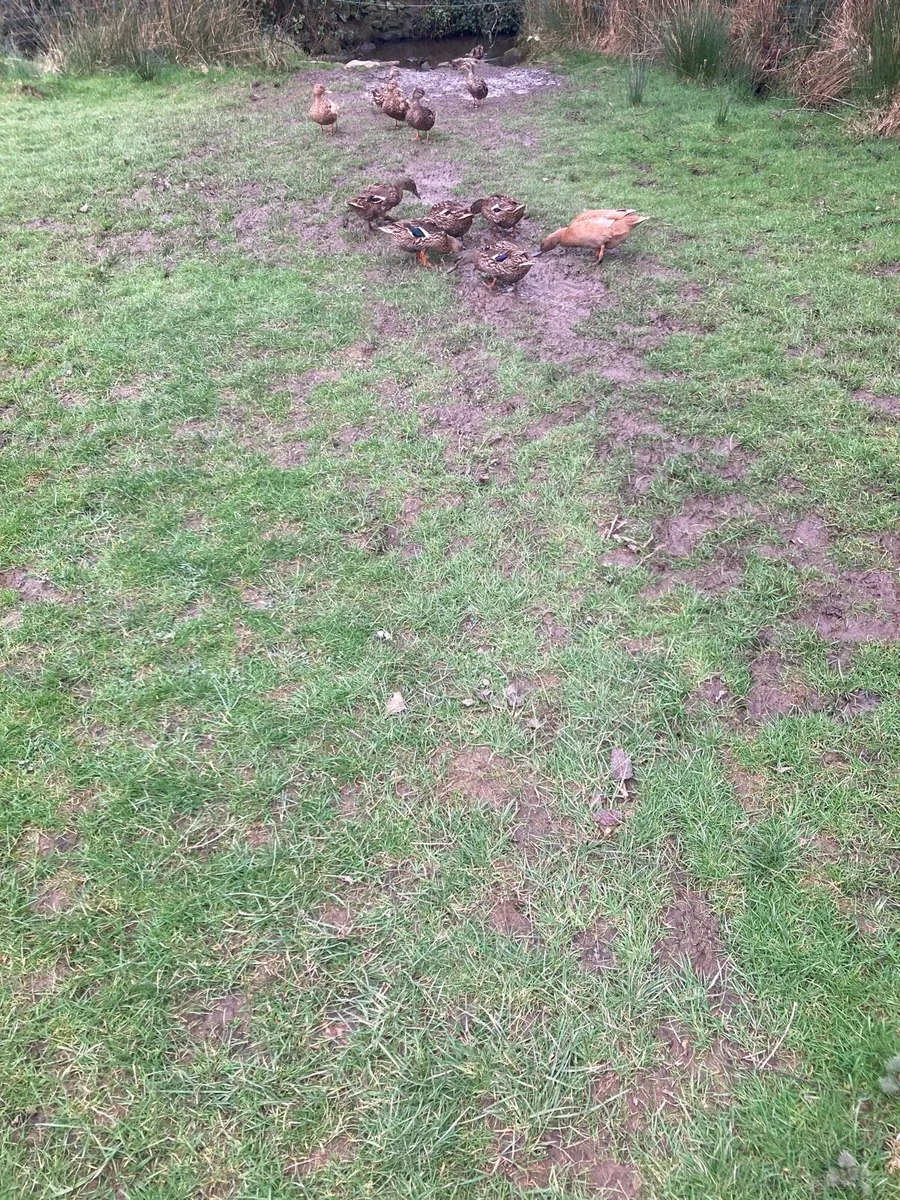 Mallard hen ducks - Image 1