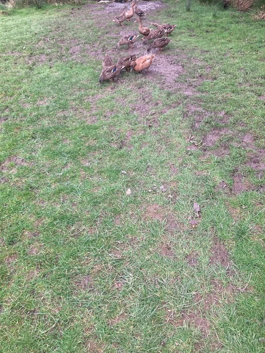 Mallard hen ducks - Image 2