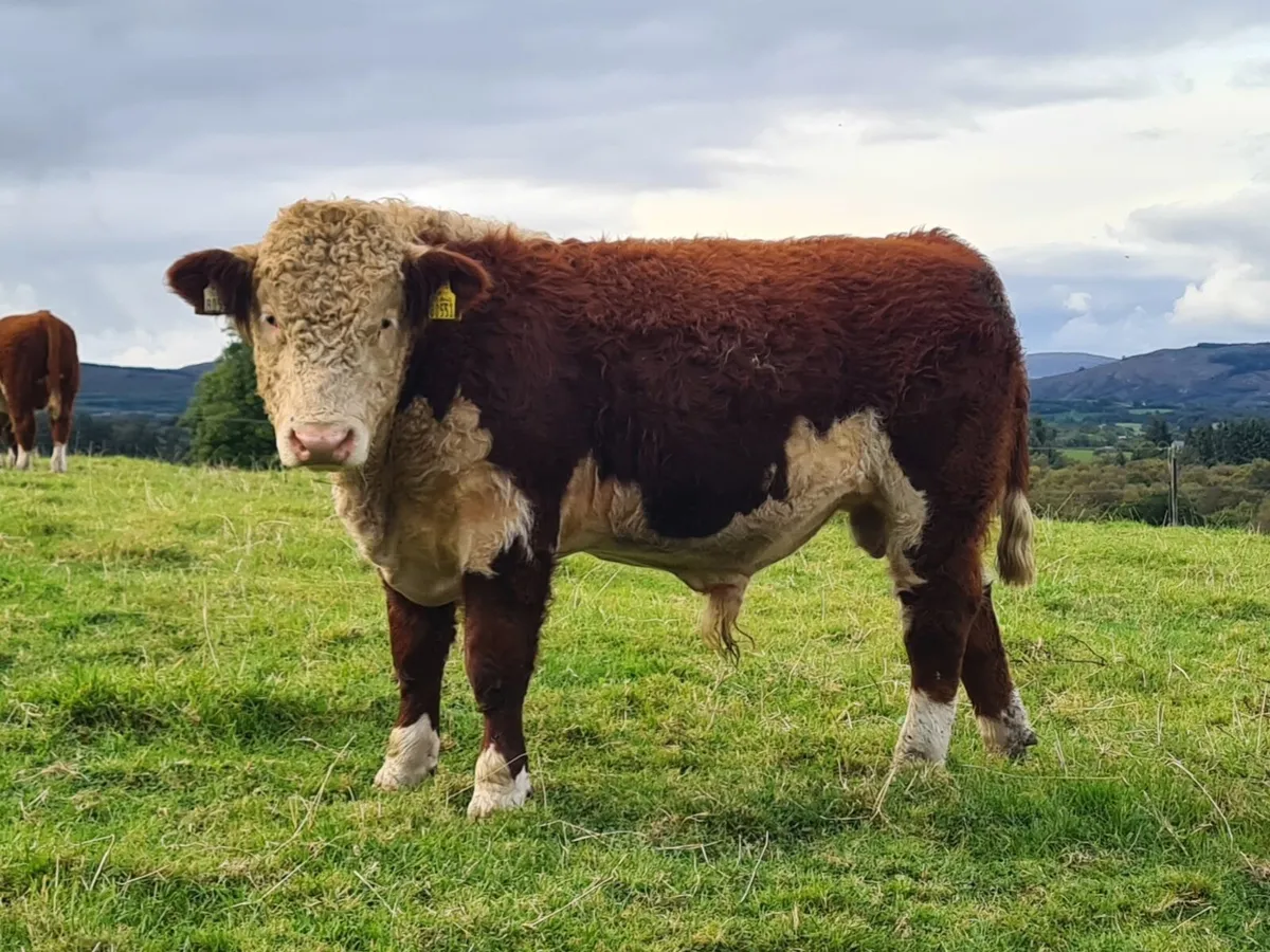 Pedigree Hereford Bulls - Image 2