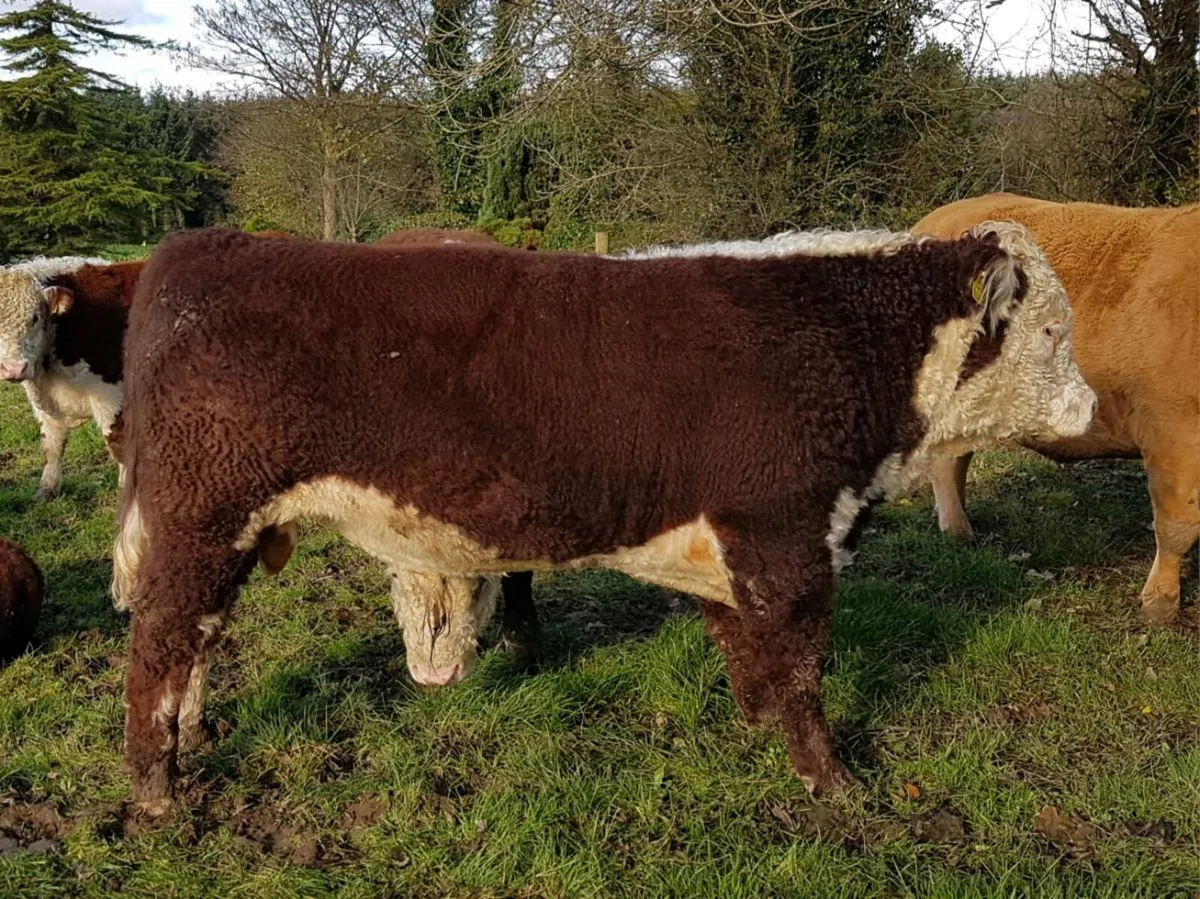 Pedigree Hereford Bulls - Image 4