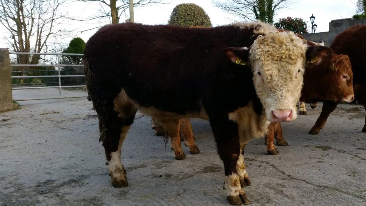 Pedigree Hereford Bulls - Image 3