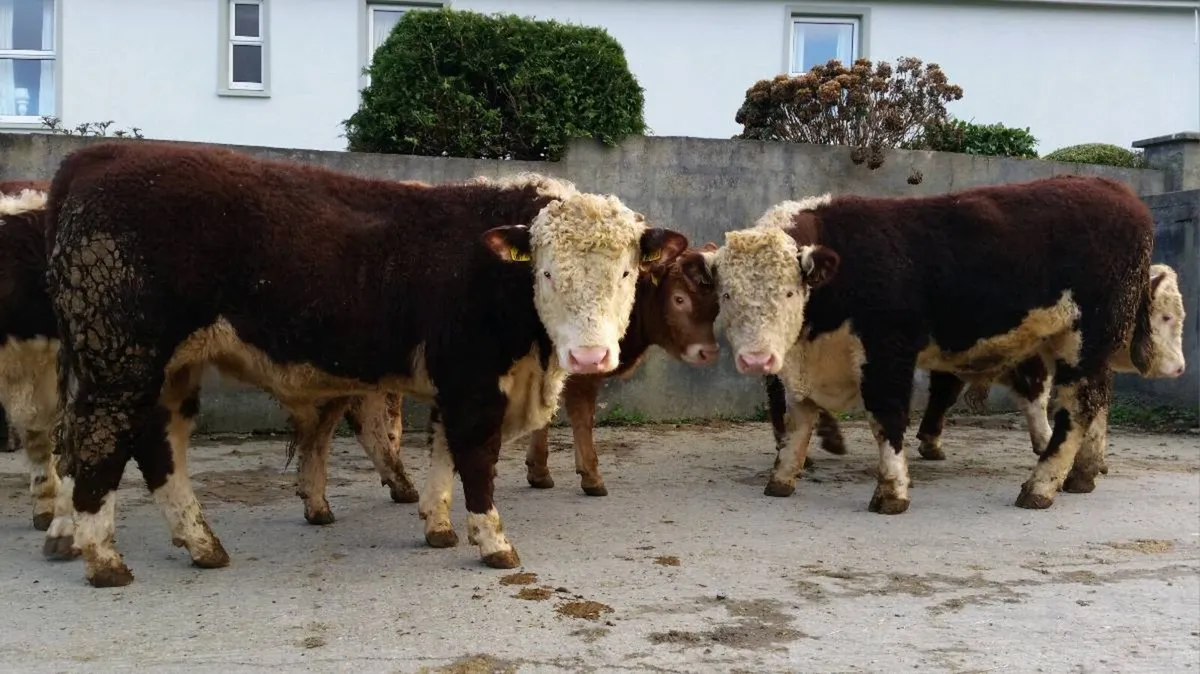 Pedigree Hereford Bulls - Image 2
