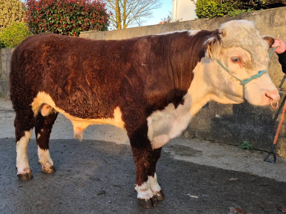 Pedigree Hereford Bulls - Image 1