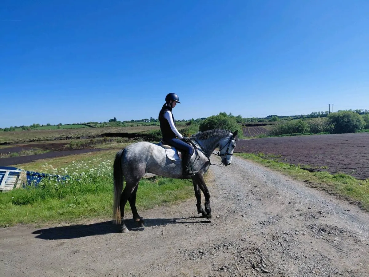 15.2h Connemara Mare - Image 1