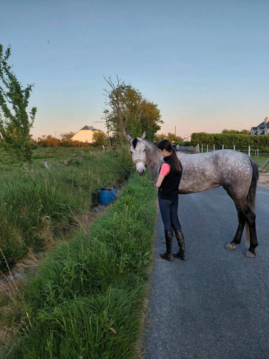 15.2h Connemara Mare - Image 2