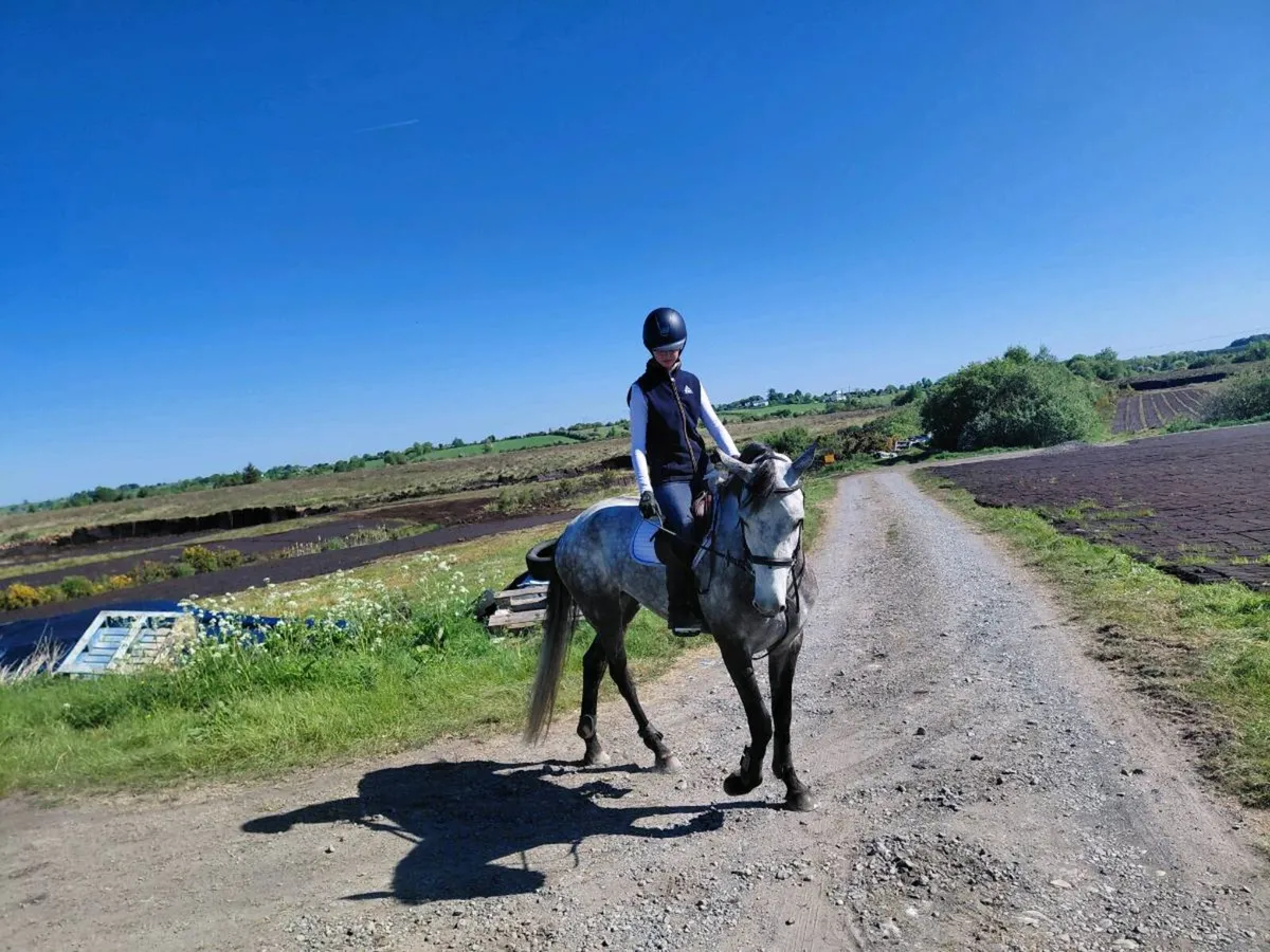 15.2h Connemara Mare - Image 3