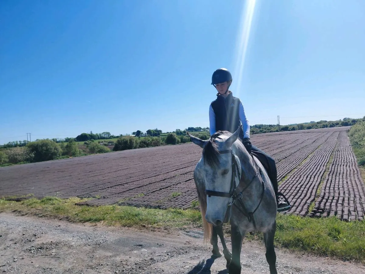 15.2h Connemara Mare - Image 4