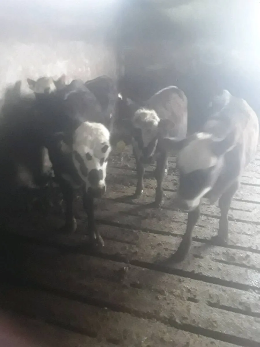 Whitehead heifers - Image 2