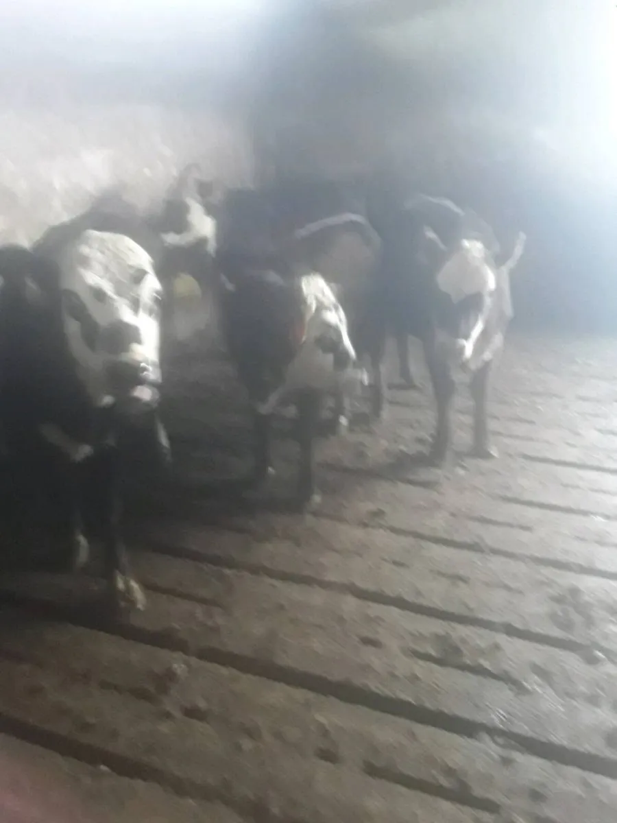 Whitehead heifers - Image 1