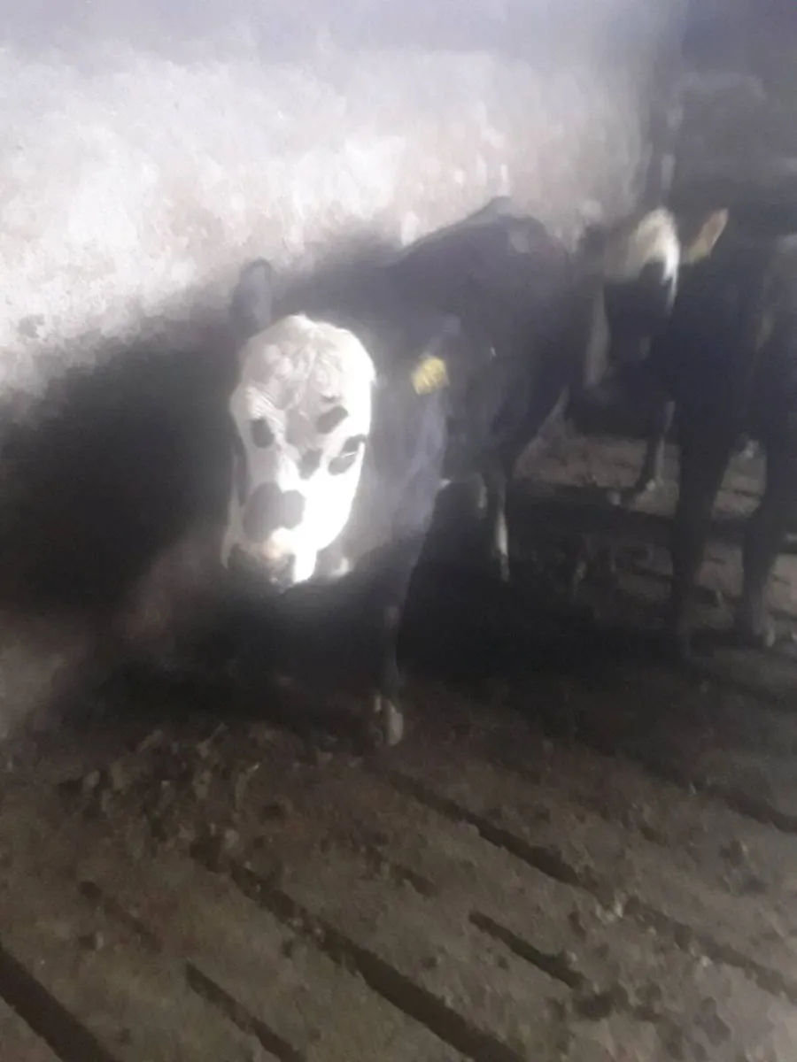 Whitehead heifers - Image 3