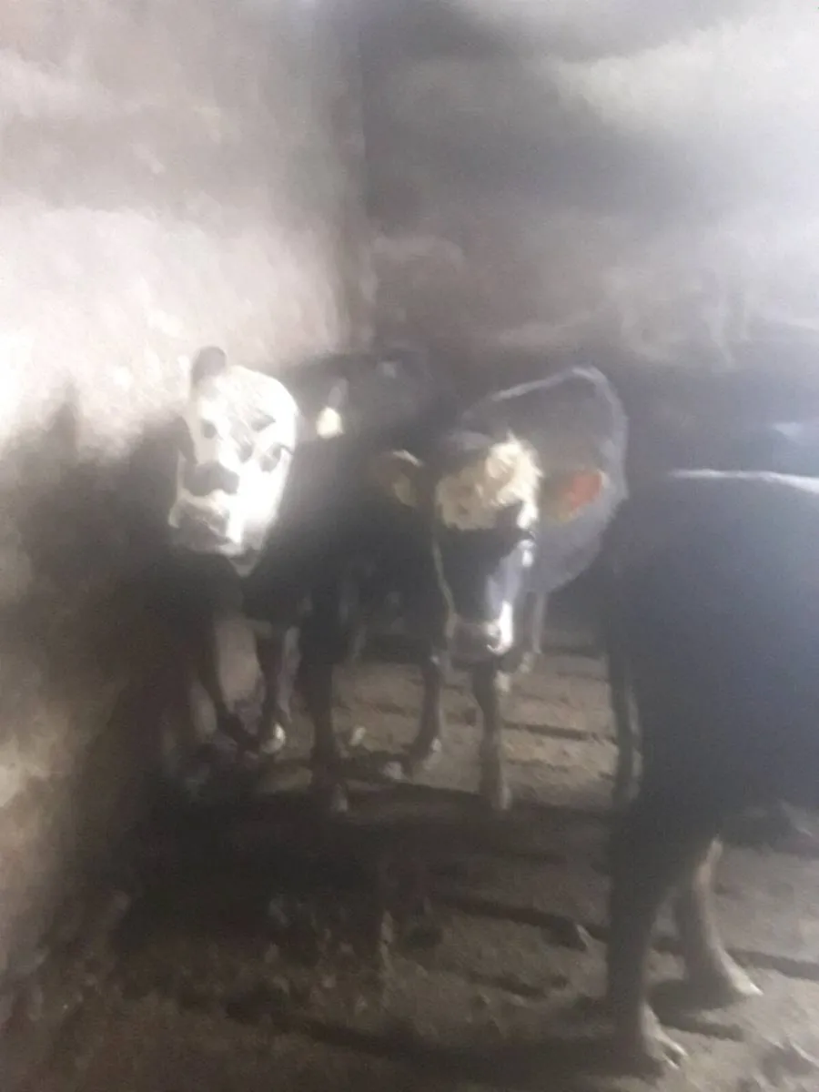 Whitehead heifers - Image 4