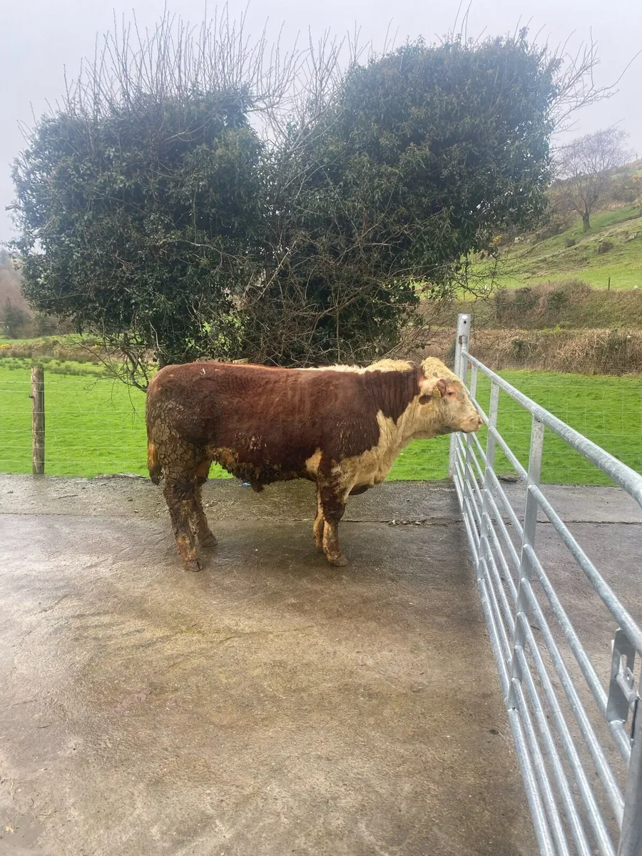 Hereford bull - Image 2