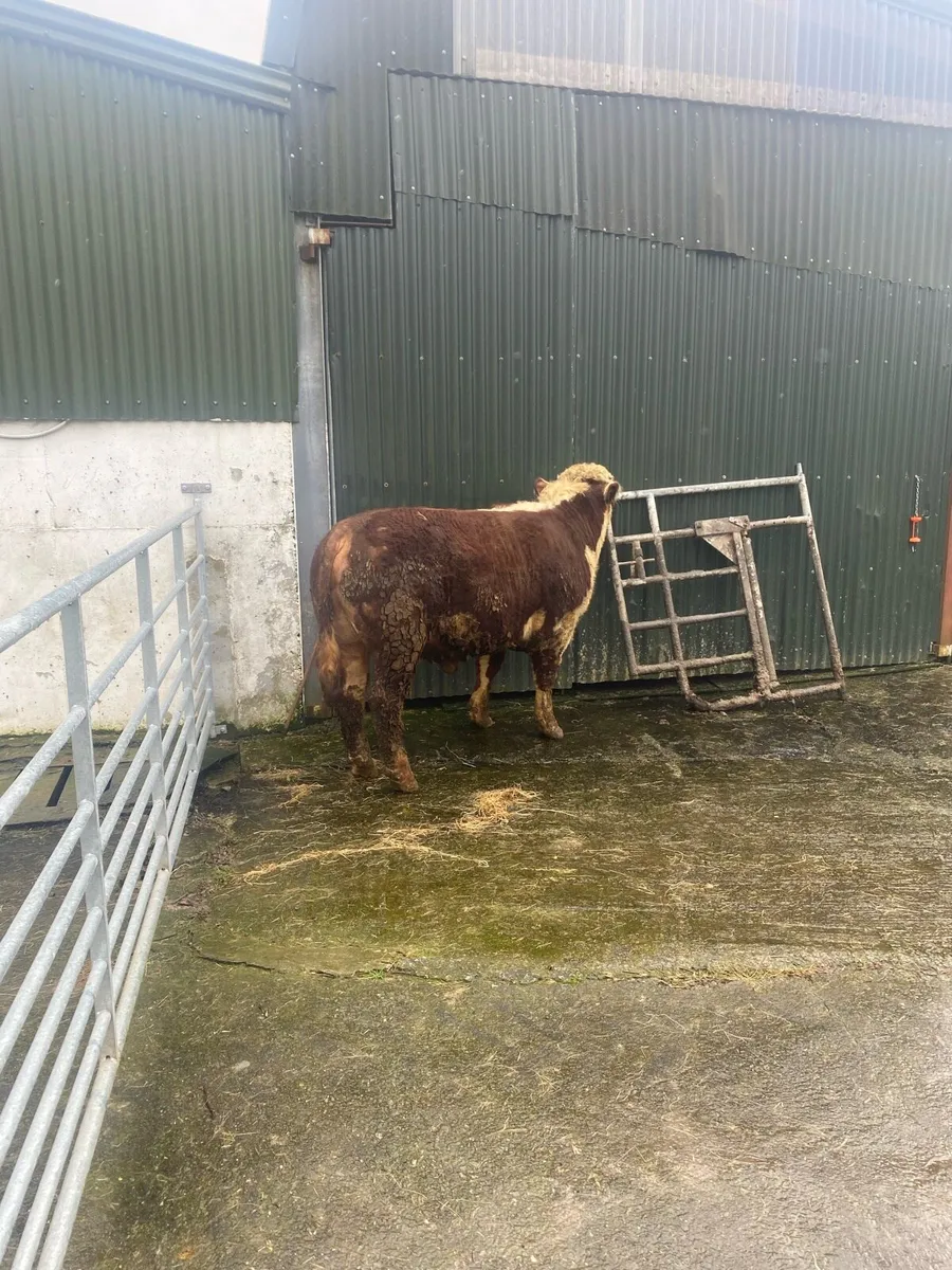 Hereford bull - Image 1