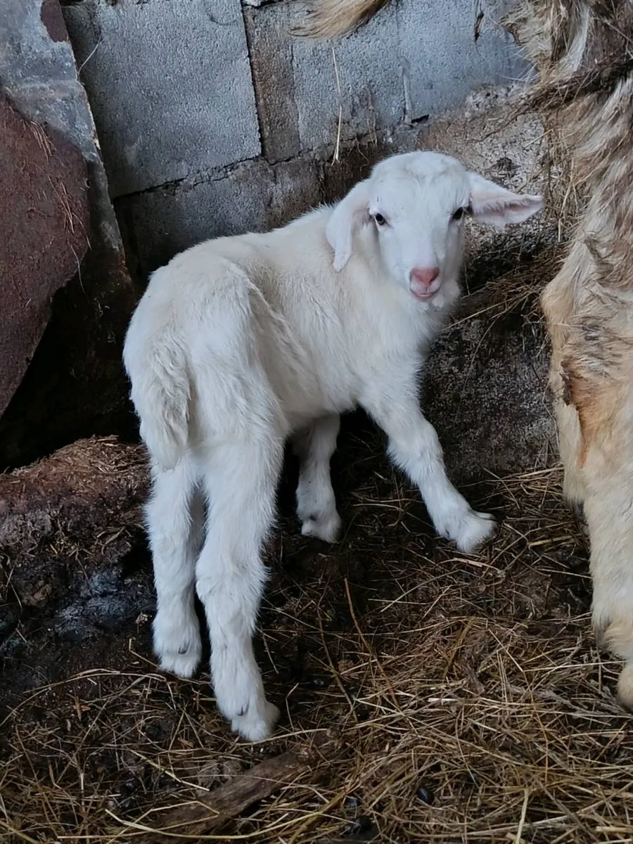 Goat and Kid - Image 2